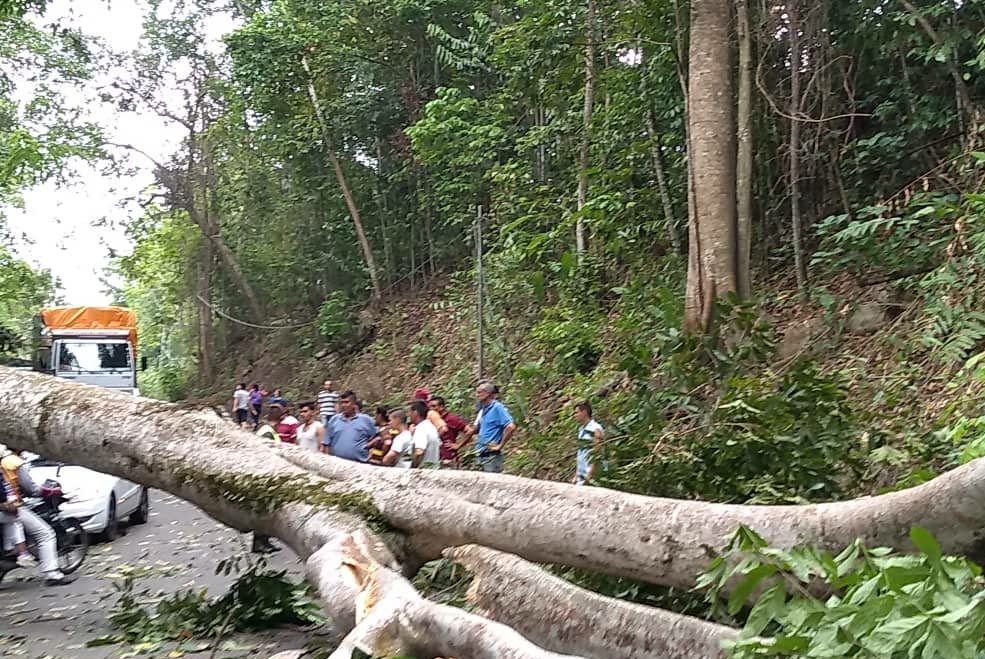 National Guard cut several large trees in Los Mirtos, on the road between El Cobre and San Cristóbal, to prevent the passage of vehicles to Cordero, Táriba and San Cristóbal.